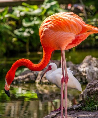 Flamingo in a Lake – Free Stock Photo for Download