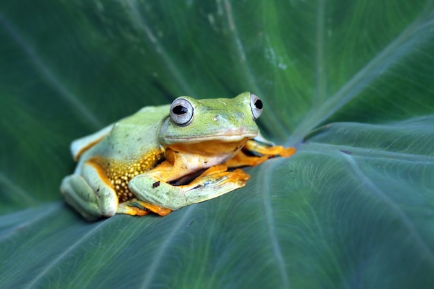 Closeup of a Flying Frog on Green Leaves – Free Stock Photo, Download for Free