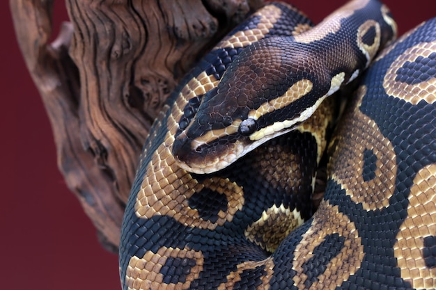 Close-up of a Ball Python Snake on Wood – Free Download