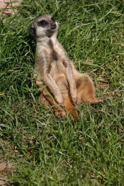 Sitting Meerkat – Free Stock Photo for Download