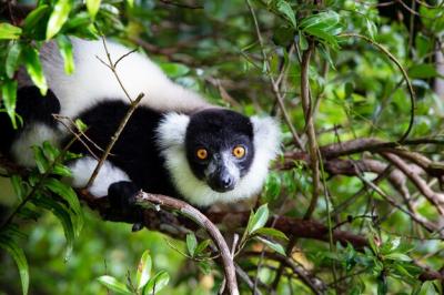 A Lemur in a Rainforest Tree Surrounded by Foliage – Free Stock Photo, Download for Free