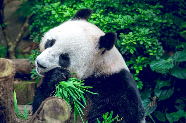 Giant Panda: Stunning Free Stock Photo for Download