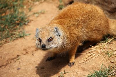 Yellow mongoose (Cynictis penicillata) in the desert – Free Stock Photo for Download