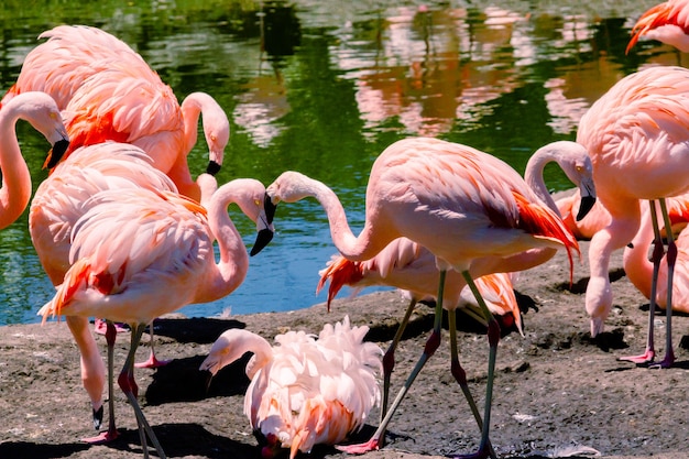 Chilean Flamingos in a Serene Pond – Free Stock Photo for Download