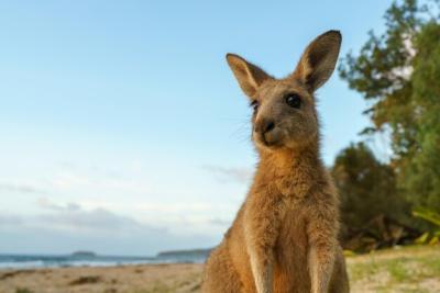 Curious Young Eastern Grey Kangaroo – Free Stock Photo for Download