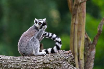 Ring-tailed Lemur Portrait – Free Download