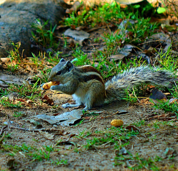 Squirrel on Field – Download Free Stock Photo