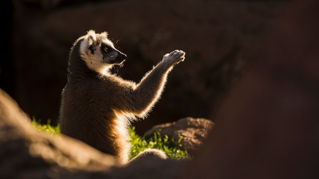 Lemur | Free Stock Photo – Download Free