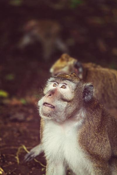 Monkey – Free Stock Photo for Download