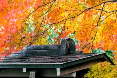 Stunning Autumn in Japan: Architectural Roofs in Serene Parks – Free Download