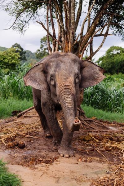 Portrait of a Beautiful Thai Asian Elephant in a Green Field – Free Stock Photo, Download for Free