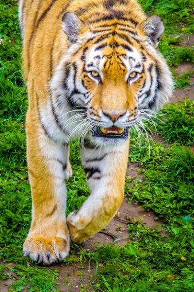 Captivating Portrait of a Tiger – Download Free Stock Photo