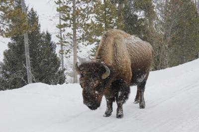 American Bison on Snow-Covered Field – Free Stock Photo Download