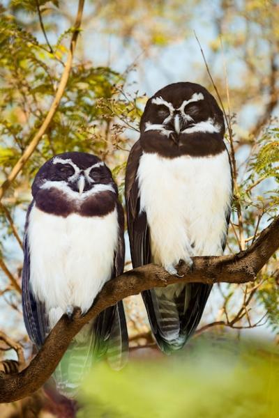 Owls Couple – Free Stock Photo for Download