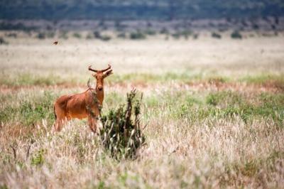 Giraffe in a Field – Free Download Stock Photo