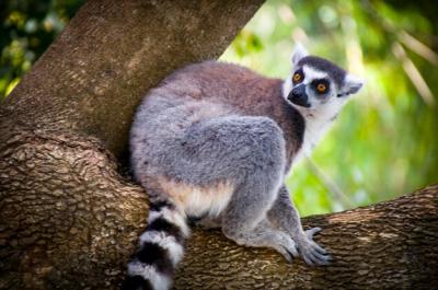 Portrait of a Lemur Sitting on a Tree Trunk – Free to Download