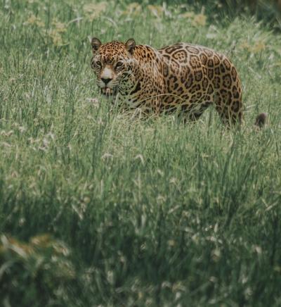 Spotted Wild Jaguar in Lush Jungle Meadow – Free Stock Photo, Download Free