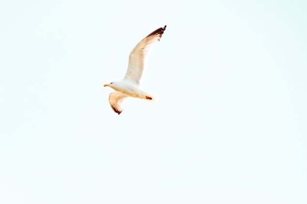 Seagull Flying Overhead on a Sunny Day with Clear Blue Sky – Free to Download