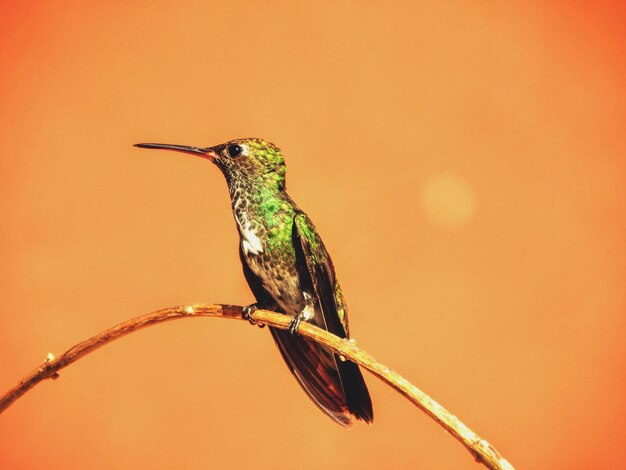 Hummingbird Close-Up on Twig – Free Download