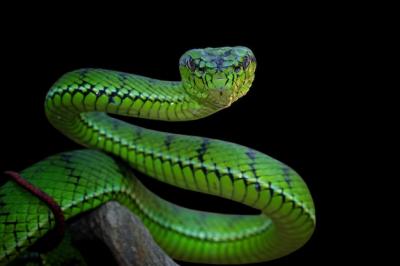 Green Viper Snake on Branch – Free Stock Photo for Download