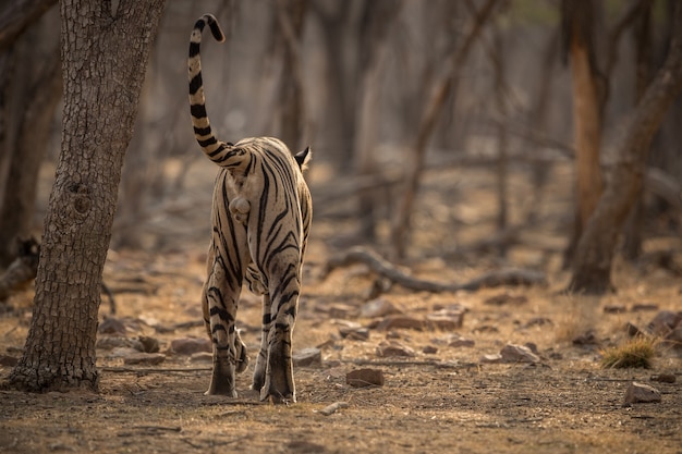 Amazing Bengal Tiger in Nature – Free to Download