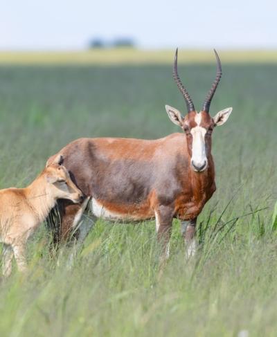 Antelope Family in a Lush Green Field – Free Download