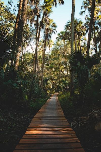 Pathway Surrounded by Tropical Plants and Trees – Free Download