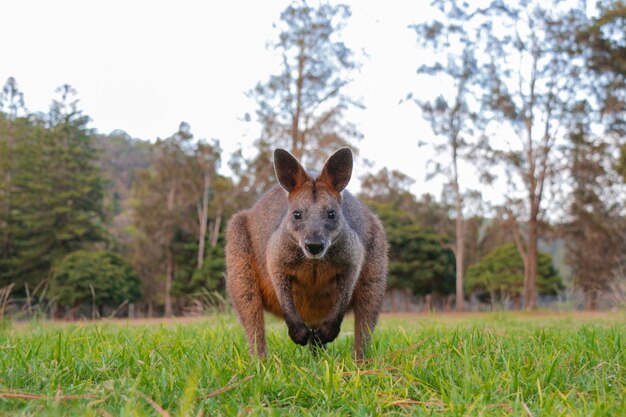 Portrait of a Wild Wallaby Kangaroo Captivatingly Staring at the Camera – Free Download