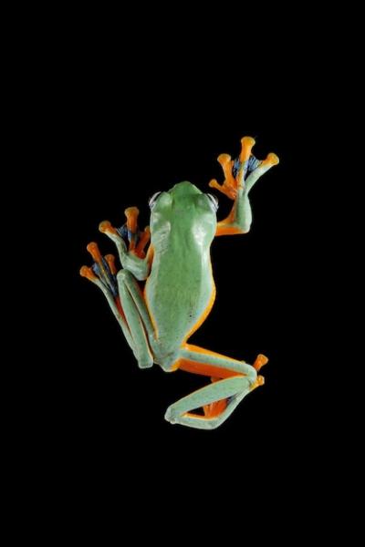 Closeup of a Flying Frog on a Branch – Free Download