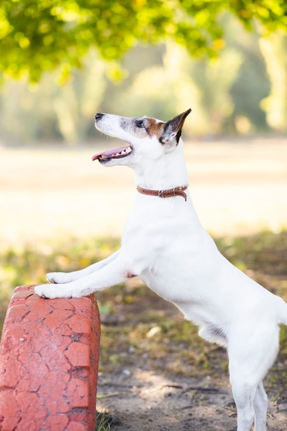 Playful Dog Enjoying the Outdoors in the Park – Free to Download