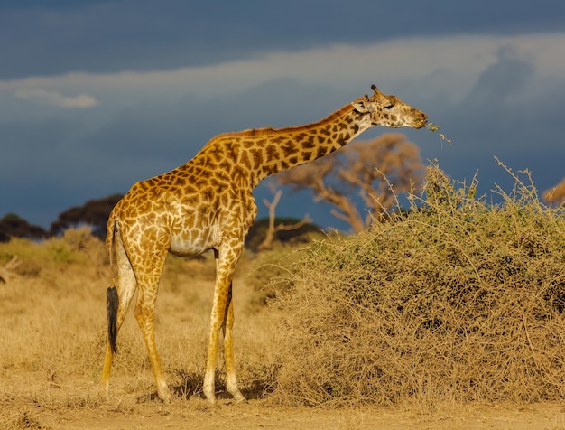 Giraffe Dining in the Savannah at Dusk Against a Dark-Blue Sky – Free Stock Photo for Download