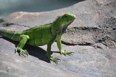 Stunning Green Iguana Lizard on a Large Rock in Aruba – Free to Download