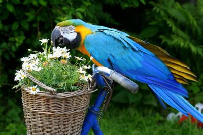 Close-Up of Parrot Perching on Plant – Free Download