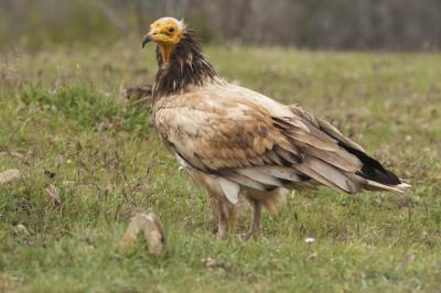 Magnificent Vulture Searching for Prey on Grass – Free Download