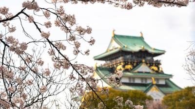 Japanese Peach Tree Blossom in Daylight – Download Free Stock Photo