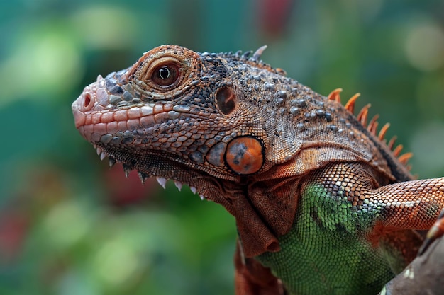 Close-Up of a Beautiful Red Iguana on Wood with Natural Background – Free Download