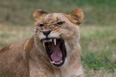 Tiger Roaring in a Jungle – Free Download for Stunning Wildlife Stock Photos