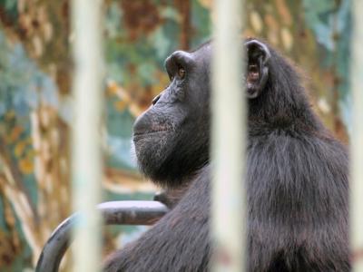 Monkey in a Cage – Free Stock Photo for Your Projects, Download Free