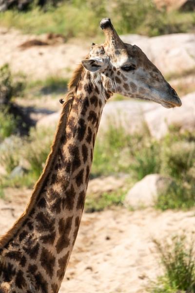 South African Giraffe Giraffa Giraffa – Free Stock Photo, Download for Free