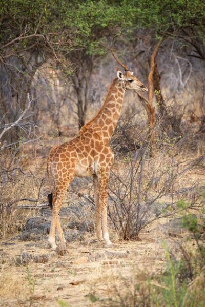 Southern Giraffe Among Bushes and Trees – Free to Download