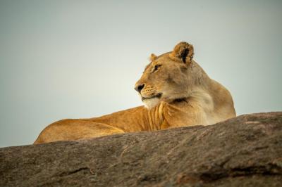 Lioness on Rocky Horizon: Free Download for Stunning Wildlife Photography