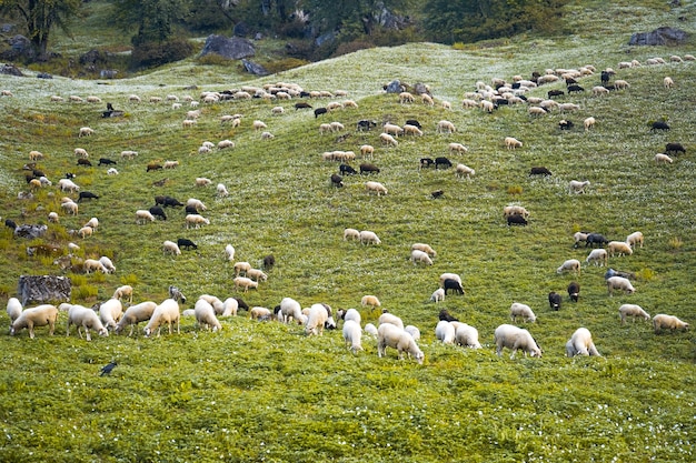 Sheep Grazing in Green Fields – Free Download Stock Photo