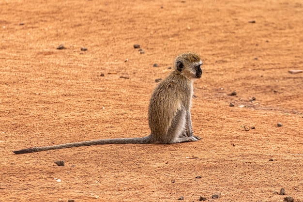 An African Monkey with a Very Long Tail in Tanzania – Free Download