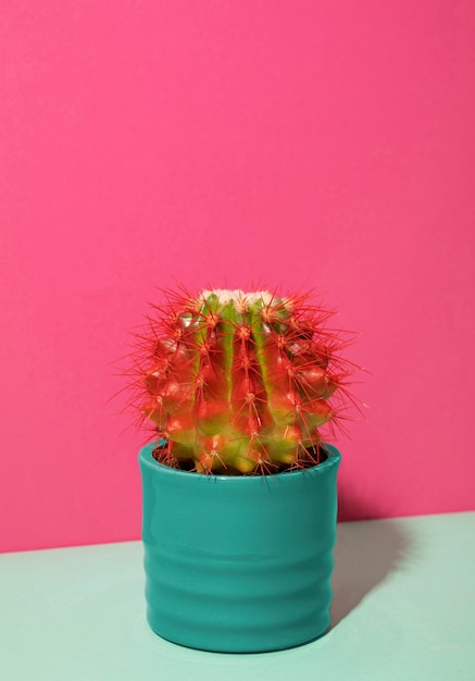 Still Life Cactus Plant – Free Stock Photo, Download for Free