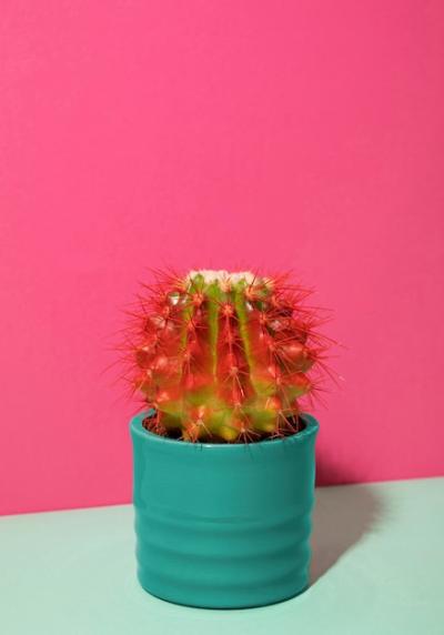 Still Life Cactus Plant – Free Stock Photo, Download for Free