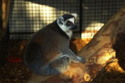 Close-Up of Lemur – Free Stock Photo for Download