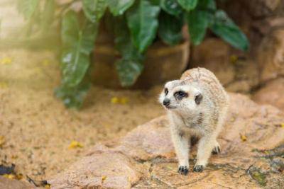 Close-up of Meerkat on Rock – Free Stock Photo for Download