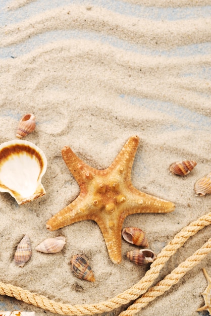 Starfish and Shell Collection in Sand – Free Stock Photo for Download