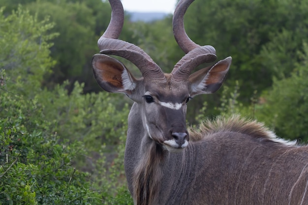 Closeup Shot of a Kudu Under the Sunlight – Free Download