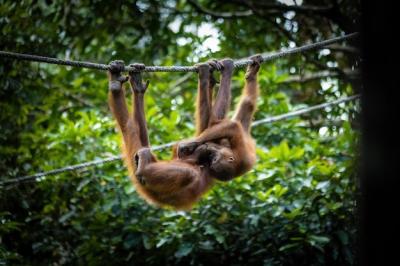 Orangutan Swinging on a Rope in Borneo’s Sepilok Sanctuary – Free Stock Photo Download